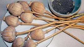 Road show pitches for poppy cultivation