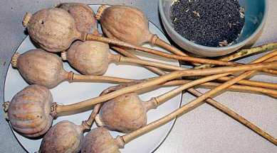 Road show pitches for poppy cultivation