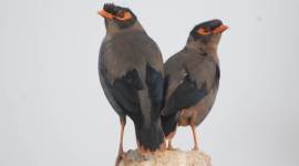 ranjit lal 759 no alt set