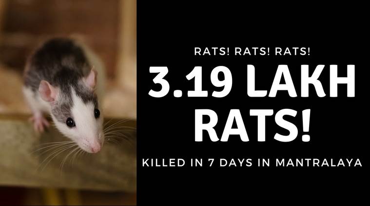 3.19 lakh rats killed in 7 days, eknath khadse, mantralaya