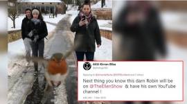 red robin photobomb, red robin photobomb Amanda Pache, viral picture