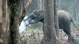 smoking elephant_FB_759 smoking elephant, smoking elephant Karnataka, Wildlife Conservation Society, Karnataka's Nagarahole National Park, viral elephant video