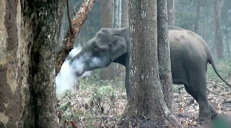 smoking elephant, smoking elephant Karnataka, Wildlife Conservation Society, Karnataka's Nagarahole National Park, viral elephant video