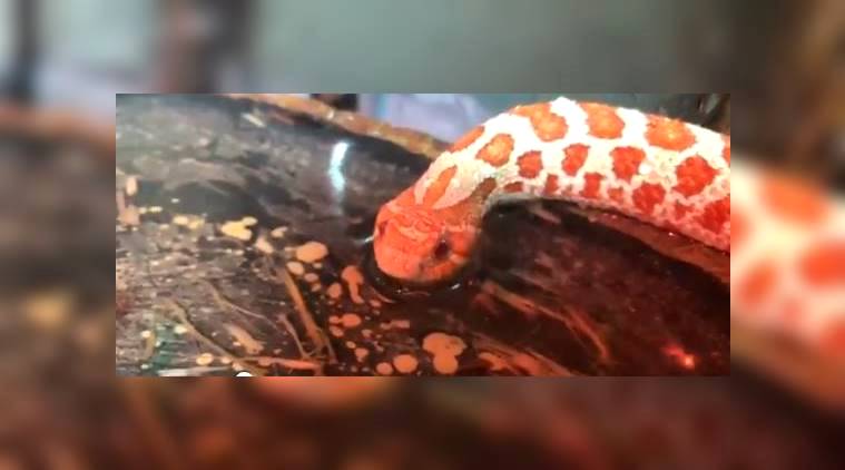snake video, snake drinking water video, indian express, snake drinking viral video, social media viral video, animal videos, trending news