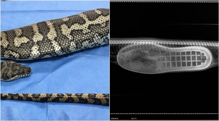 snake videos, scary snake videos, scary FB posts on snake videos, posts on snakes, australian snake Facebook posts, Australia wild animals, snake in Australia swallow a shoe, Indian Express, Indian Express News