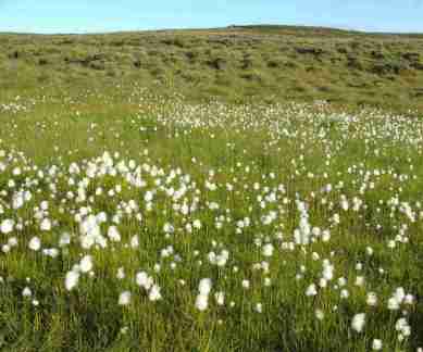 Climate change, spring advancement, University of California Davis, Arctic circle, blooming flowers, bird migrations, Earth latitudes, emergence of leaves, Northern Hemisphere