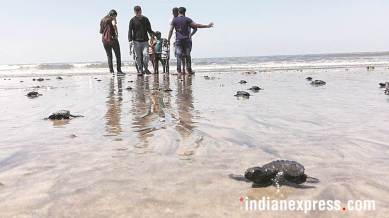 versova beach, olive ridley turtles, mumbai beach cleanup, turtles on mumbai beach, indian express