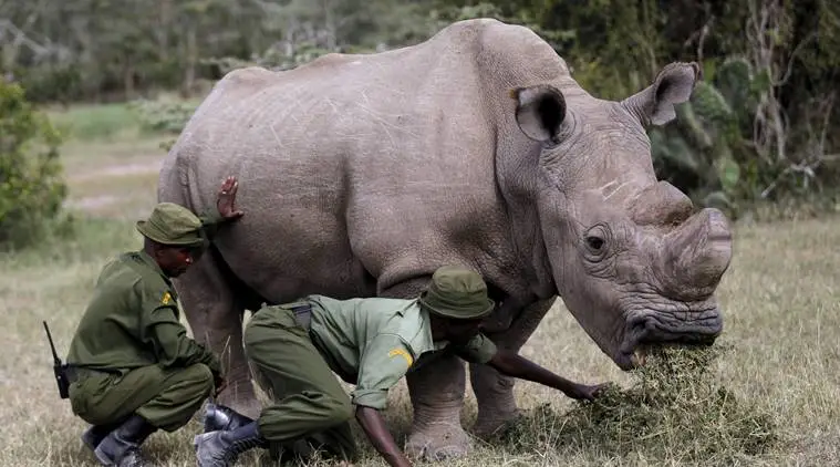 World's last male northern white rhino, Sudan, dies