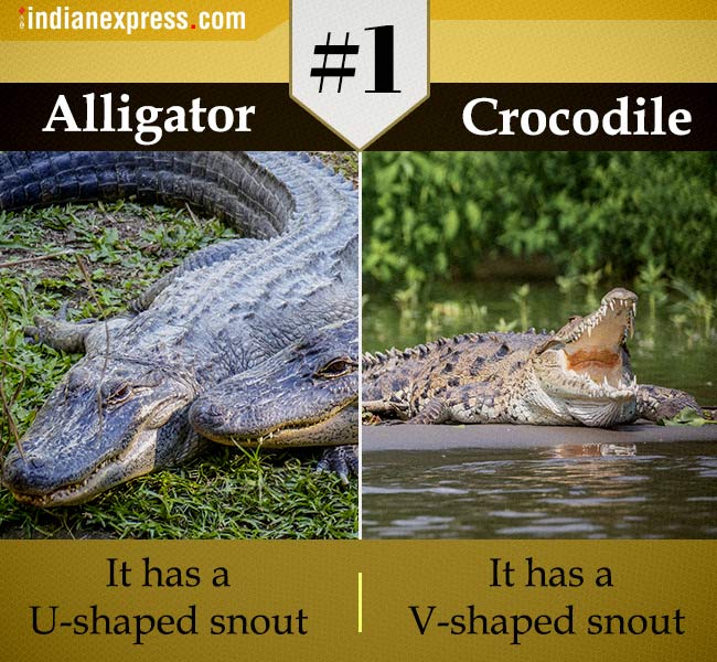 same thing, confusing term, two confusing terms, two similar terms, same thing different meaning, synonymous, two similar terms but different meaning, Indian express, tending news