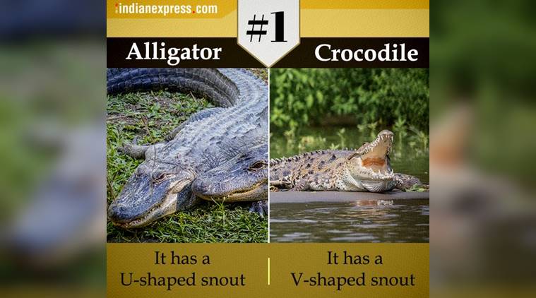 Alligator Boya Nedir Ev Dekorasyon Fikirleri Onerileri