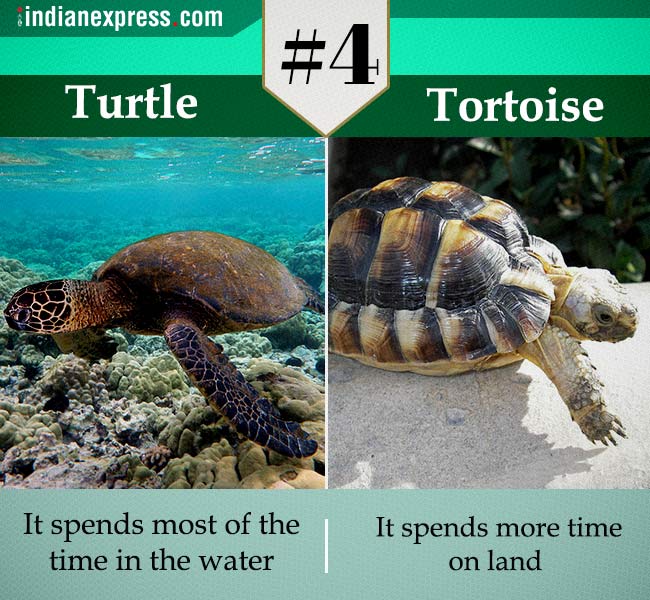 same thing, confusing term, two confusing terms, two similar terms, same thing different meaning, synonymous, two similar terms but different meaning, Indian express, tending news