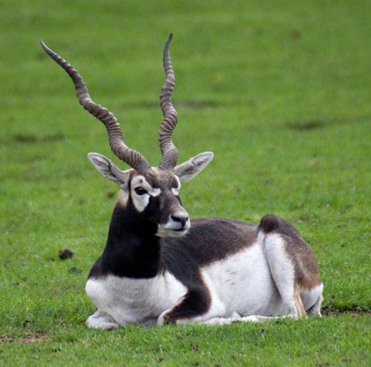 Salman Khan, Blackbuck, Chinkara, Jodhpur court, Bishnoi community, Salman Khan bailed, Salman Khan convicted, Salman Khan news, Salman Khan jail, India news, Indian Express
