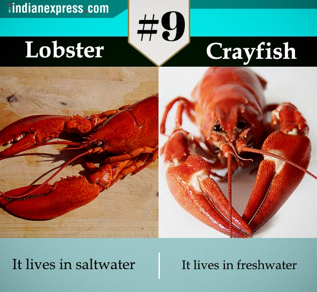 same thing, confusing term, two confusing terms, two similar terms, same thing different meaning, synonymous, two similar terms but different meaning, Indian express, tending news