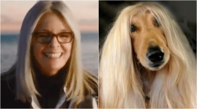 If dogs were humans with gorgeous silky hair…. wait… | Trending News,The  Indian Express
