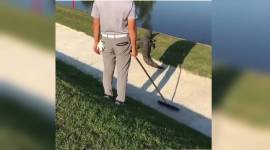 alligator_IG_759 Golfer player, New Zealand golfer Danny Lee, New Zealand golfer Danny Lee alligator, alligator viral video, viral animal video, Indian express, trending news