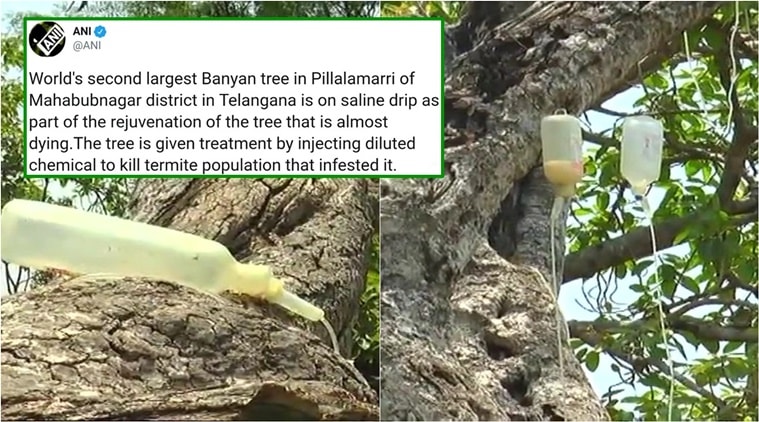 telengana, telengana 700 year old banyan tree, 700 yr old banyan tree on drips, 700 year old tree saline drips, banyan tree on saline drips, banyan tree given saline drips in telengana see pics, Indian Express, Indian Express News