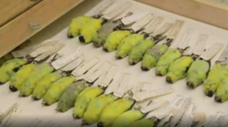 Bird hits, Smithsonian Museum, airports, Miracle on the Hudson, Smithsonian Feather Identification Lab, bird strikes, US civil aviation industry, Hudson river, air traffic 