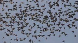 bird watching_759_ranjit bird watching, types of birds, various species about birds, studying birds, what is bird watching, indian express, indian express news