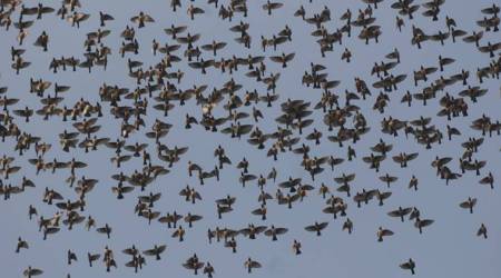 bird watching, types of birds, various species about birds, studying birds, what is bird watching, indian express, indian express news