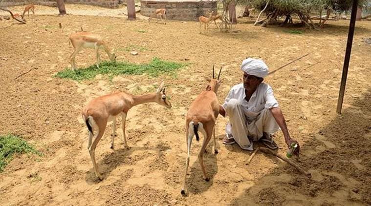 Bishnoi community vs Salman Khan: When protecting nature becomes a religion | Research News,The Indian Express Bishnoi community vs Salman Khan: When protecting nature becomes a religion | Research News,The Indian Express