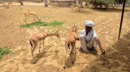 Bishnoi community vs Salman Khan: When protecting nature becomes a religion