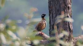black francolin Ranjit_759 game birds, birds and animals, wild life, wild animals, forests, birds species, birds in the wild, jungles, indian express, indian express news