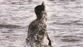 mumbai weather, mumbai heat, mumbai city news, mumbai Met department, indian express