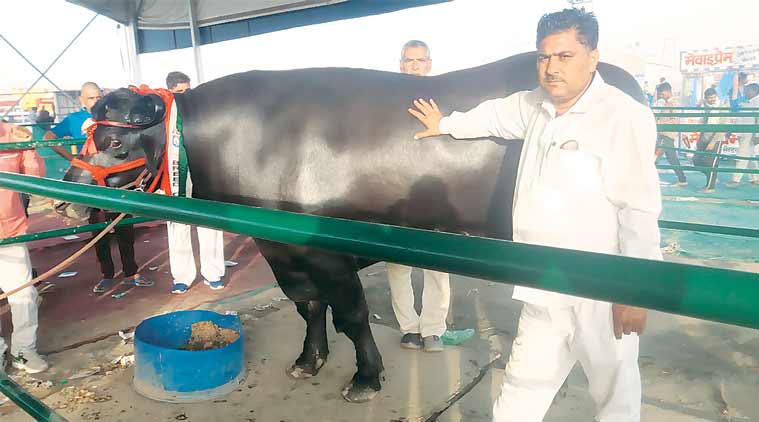 Breeding The Biggest Buffalo Bull Grabs Eyeballs In Haryana The Name Is Shahenshah India News The Indian Express Buffalo milking by hand in indian village | indian village life hi i am vas welcome to my you tube channel vas chan. breeding the biggest buffalo bull