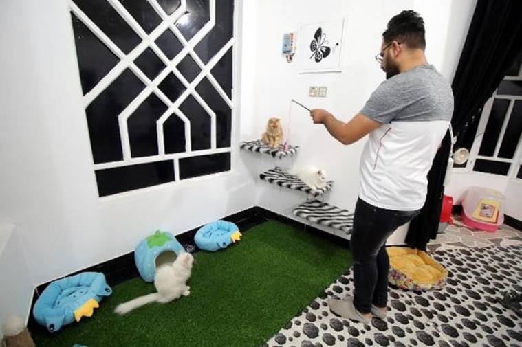 cat hotel, Ahmed Taher Maki, pet hotel in iraq, iraq, cat hotel in iraq, Veterinary student Ahmed Taher Maki