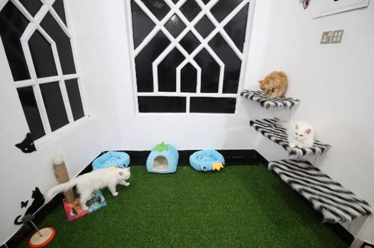 cat hotel, Ahmed Taher Maki, pet hotel in iraq, iraq, cat hotel in iraq, Veterinary student Ahmed Taher Maki