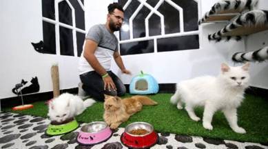 Basra's cat-lover has built a haven for pets far away from Iraq's  battlegrounds | Trending News,The Indian Express