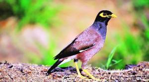Paper clip: Parasite that killed UK birds seen in mynas in Pakistan