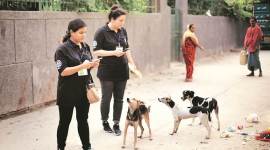 Registration of pets: South body may impose a fine on violators