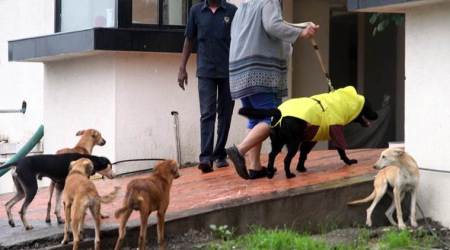 Pune Smart City plans a park exclusively for dogs (and their owners)