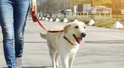 8 Creative Ways To Keep Your Dog Hydrated - A Better Way Pet Sitting