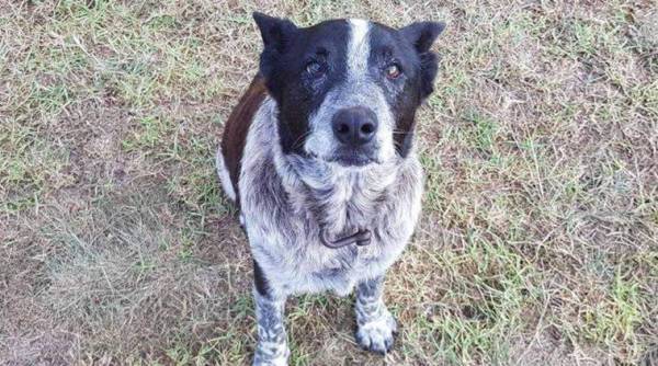 deaf dog saves lost girl, lost girl found with deaf dog, dog helps rescue lost girl, lost 3 year old found, 3 year old saved with dog, indian express, indian express news