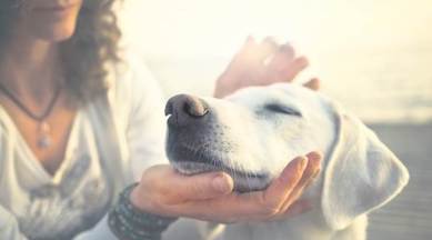 Take good care of pets this summer, but spare a thought for strays too |  Lifestyle News,The Indian Express