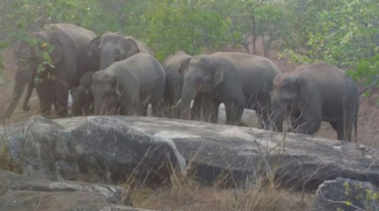 wild elephants stray into andhra, odisha elephants, andhra pradesh elephants, odisha wild elephants, andhra pradesh forest officials