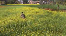 RTI activist, Haryana based RTI activist, Pradhan Mantri Fasal Bima Yojana, Union Ministry of Agriculture and Farmers Welfare, Indian Express 