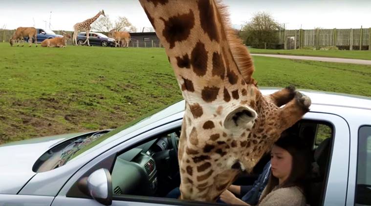 Giraffe on sale funny video