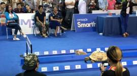 Tortoise and Hare, Tortoise and Hare story, Tortoise and Hare childhood story, Tortoise and Hare school story, Tortoise and Hare race video, Tortoise and Hare viral race video, indian express