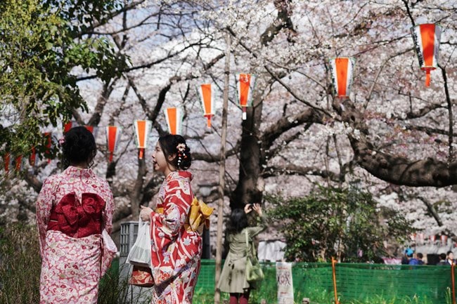 cherry blossoms, full bloom cherry blossoms, tokyo cherry blossoms, japan cherry blossoms, washington cherry blossom, national Cherry Blossom Festival, flower festival, cherry blossoms photos, japan cherry blossoms images, US Cherry blossoms photos, indian express, travel news
