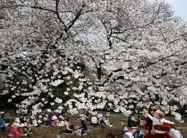 cherry blossoms, full bloom cherry blossoms, tokyo cherry blossoms, japan cherry blossoms, washington cherry blossom, national Cherry Blossom Festival, flower festival, cherry blossoms photos, japan cherry blossoms images, US Cherry blossoms photos, indian express, travel news