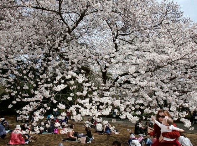 Hello Spring Stunning Photos Of Cherry Blossoms From Japan And