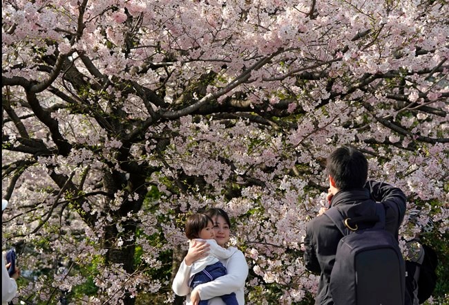 cherry blossoms, full bloom cherry blossoms, tokyo cherry blossoms, japan cherry blossoms, washington cherry blossom, national Cherry Blossom Festival, flower festival, cherry blossoms photos, japan cherry blossoms images, US Cherry blossoms photos, indian express, travel news