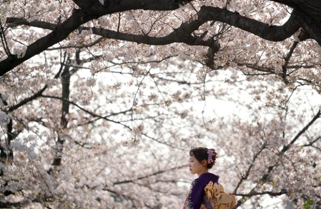 cherry blossoms, full bloom cherry blossoms, tokyo cherry blossoms, japan cherry blossoms, washington cherry blossom, national Cherry Blossom Festival, flower festival, cherry blossoms photos, japan cherry blossoms images, US Cherry blossoms photos, indian express, travel news