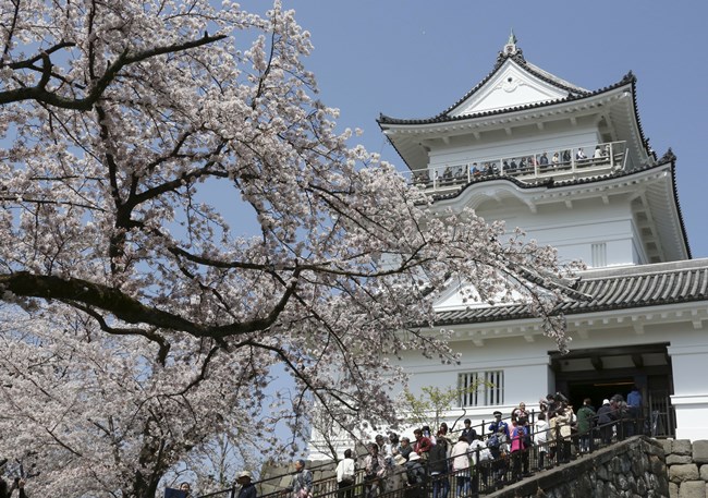 cherry blossoms, full bloom cherry blossoms, tokyo cherry blossoms, japan cherry blossoms, washington cherry blossom, national Cherry Blossom Festival, flower festival, cherry blossoms photos, japan cherry blossoms images, US Cherry blossoms photos, indian express, travel news