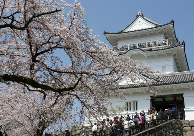 cherry blossoms, full bloom cherry blossoms, tokyo cherry blossoms, japan cherry blossoms, washington cherry blossom, national Cherry Blossom Festival, flower festival, cherry blossoms photos, japan cherry blossoms images, US Cherry blossoms photos, indian express, travel news