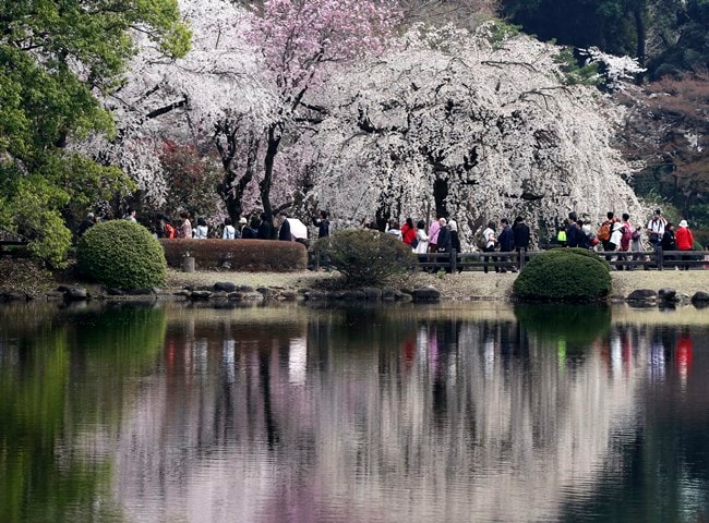 cherry blossoms, full bloom cherry blossoms, tokyo cherry blossoms, japan cherry blossoms, washington cherry blossom, national Cherry Blossom Festival, flower festival, cherry blossoms photos, japan cherry blossoms images, US Cherry blossoms photos, indian express, travel news