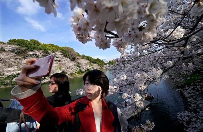 cherry blossoms, full bloom cherry blossoms, tokyo cherry blossoms, japan cherry blossoms, washington cherry blossom, national Cherry Blossom Festival, flower festival, cherry blossoms photos, japan cherry blossoms images, US Cherry blossoms photos, indian express, travel news